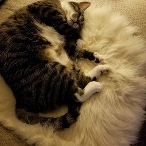 Meet your Posher, Cheryl